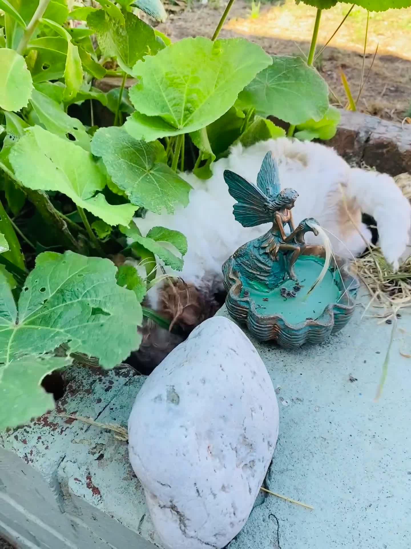 Cockapoo dogs for sale: READY - 1 BOY left 🐶Cockapoos🐶 parents tested  - Video 1