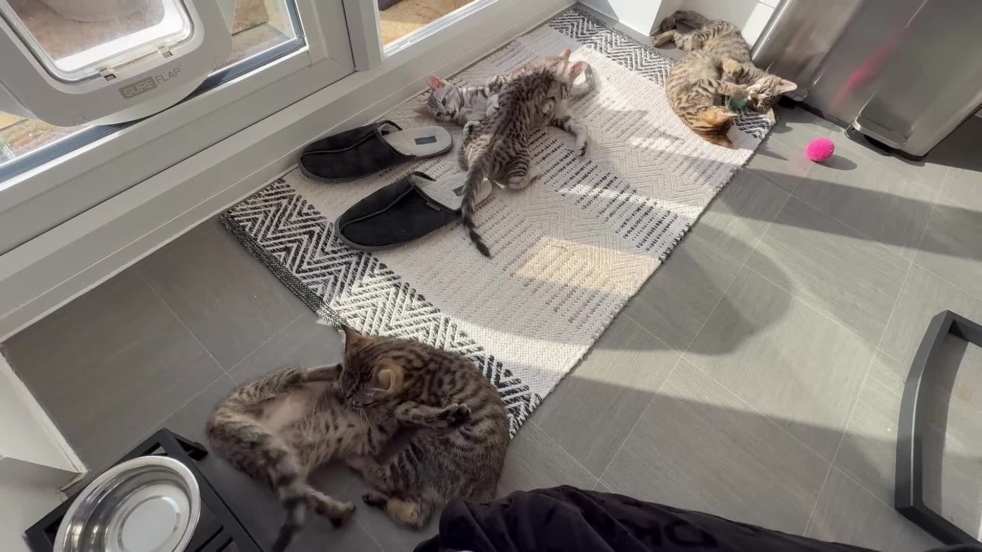 Savannah cats for sale: LAST BOY kitten left ! - Video 2
