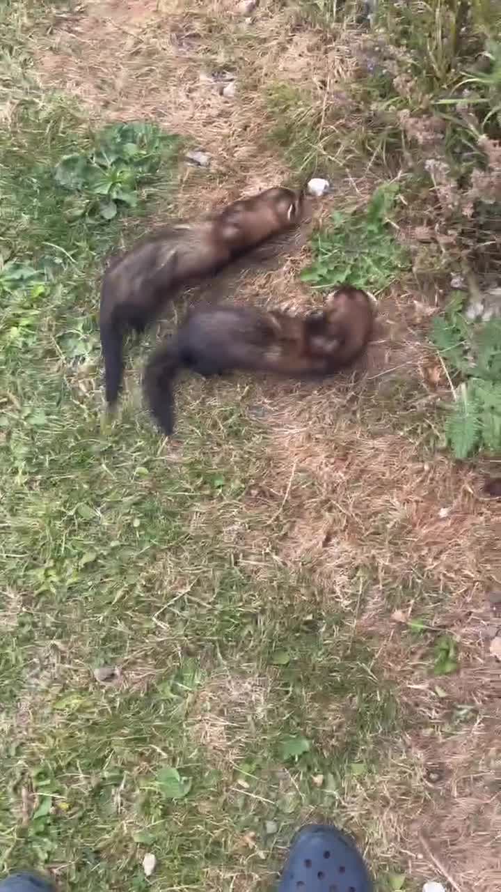 Ferret rodents for sale: Male ferret pair  - Video 1