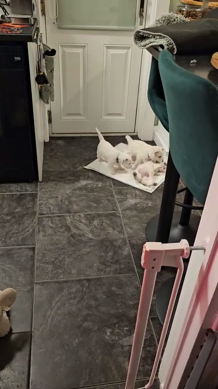 West Highland Terrier dogs for sale: Westie girl in Scottish borders  - Video 2