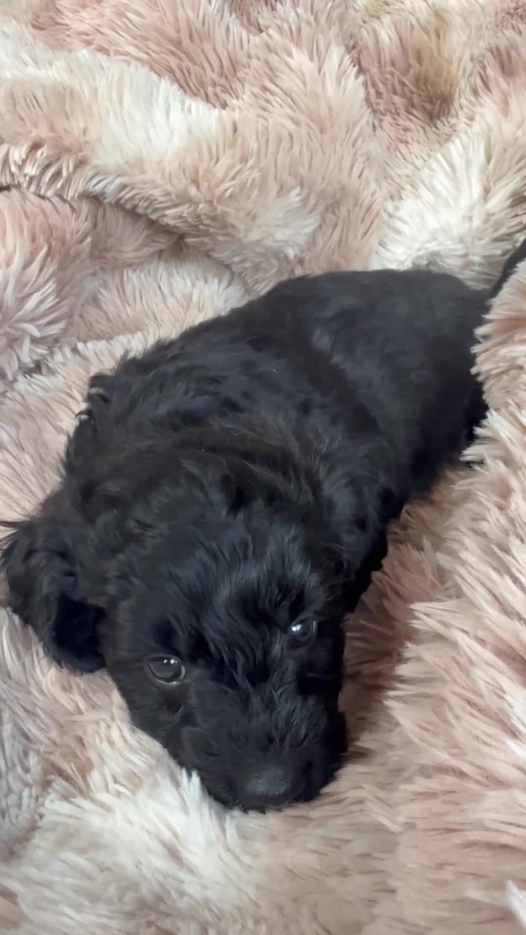 Mixed Breed dogs for sale: Daxipoo pups  - Video 3