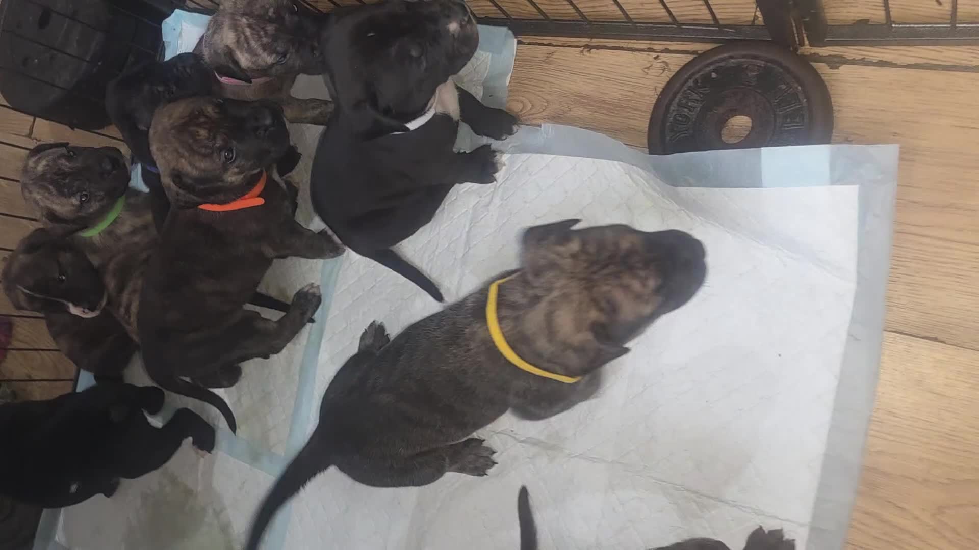 Mixed Breed dogs for sale: Pressa canario x American p bully pups  - Video 2