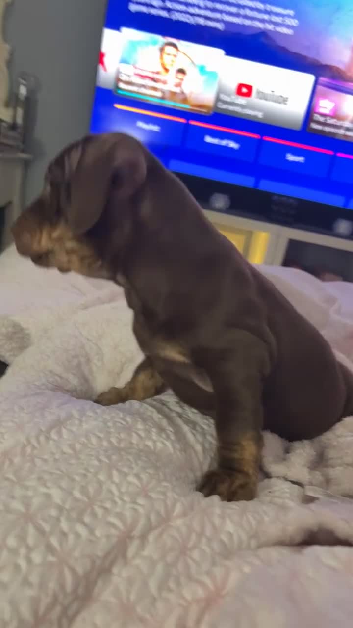 Mixed Breed dogs for sale: Beautiful Doxle puppies🩵💗🐾 - Video 1