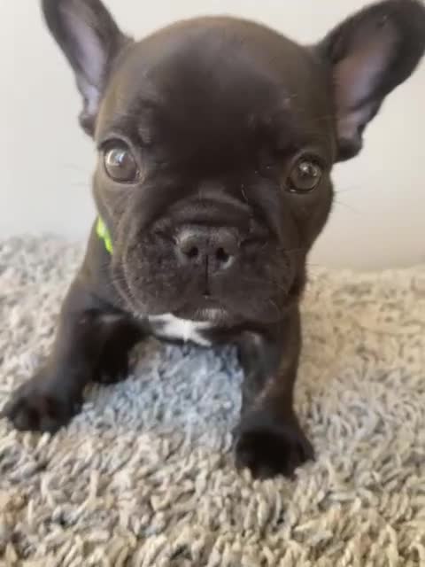 French Bulldog dogs for sale: Rare KC French bulldogs - champion lines  - Video 3