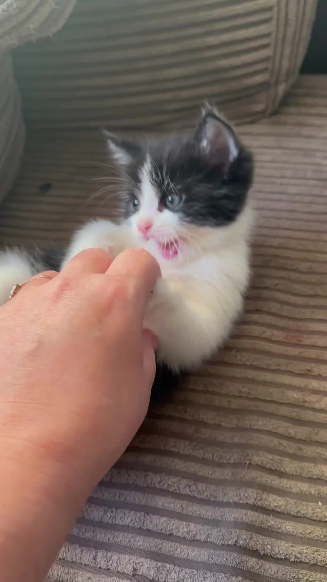 Ragdoll cats for sale: Adorable Ragdoll cross Male Kitten Available  - Video 1