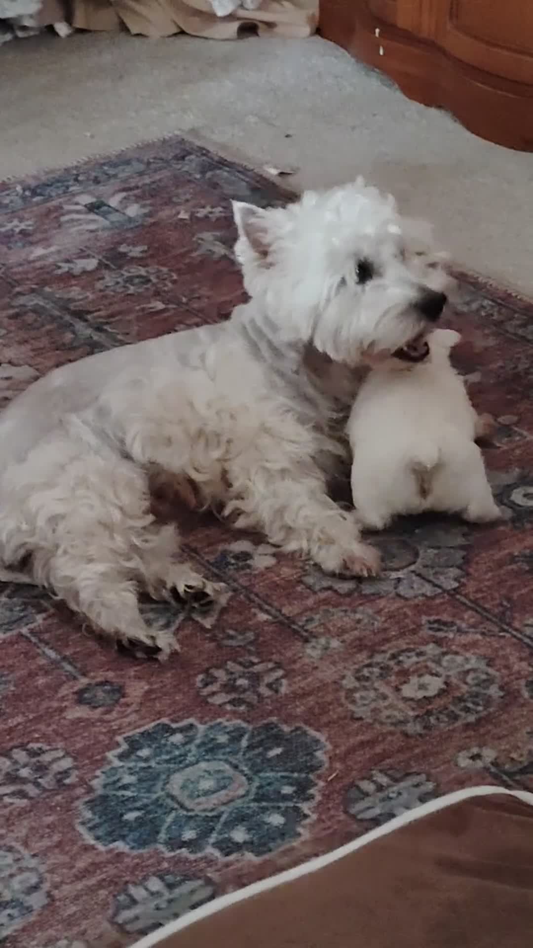 West Highland Terrier dogs for sale: West highland terrier boy in Swaffham - Video 1