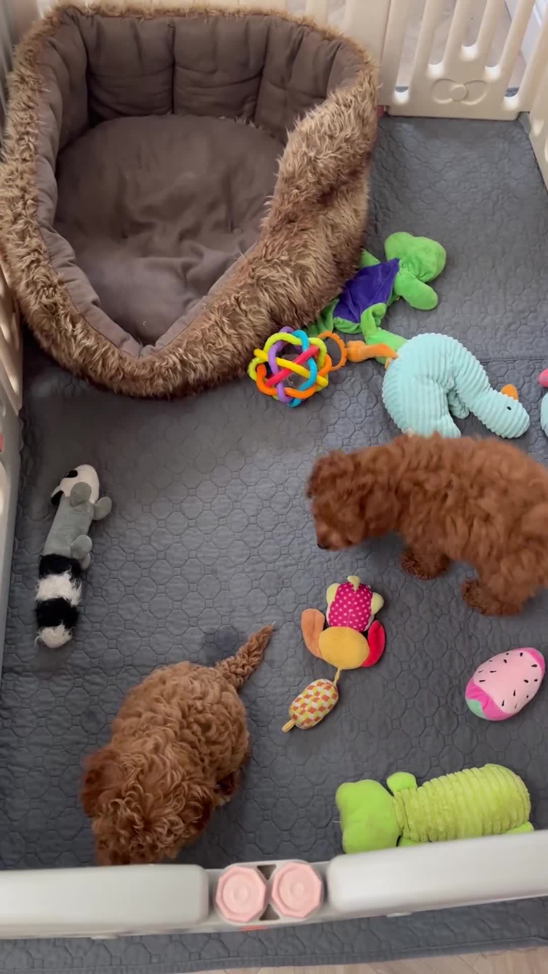 Cavapoo dogs for sale: Merlesque 5⭐️F1b curly teddy bear coats  - Video 2