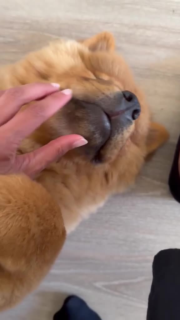 Chow Chow dogs for sale: Beautiful 17week old ChowChow puppy needs new home - Video 1