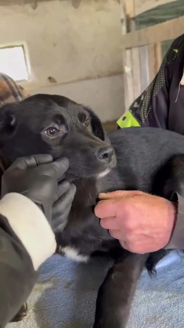 Mixed Breed dogs for adoption: Mocha for adoption - Video 1