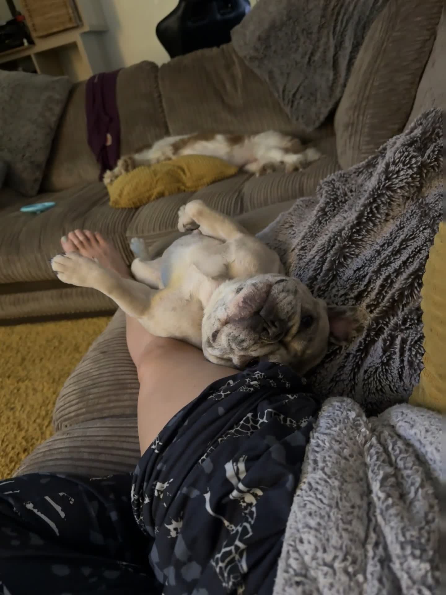 French Bulldog dogs for sale: Adorable French Bulldog for sale  - Video 2