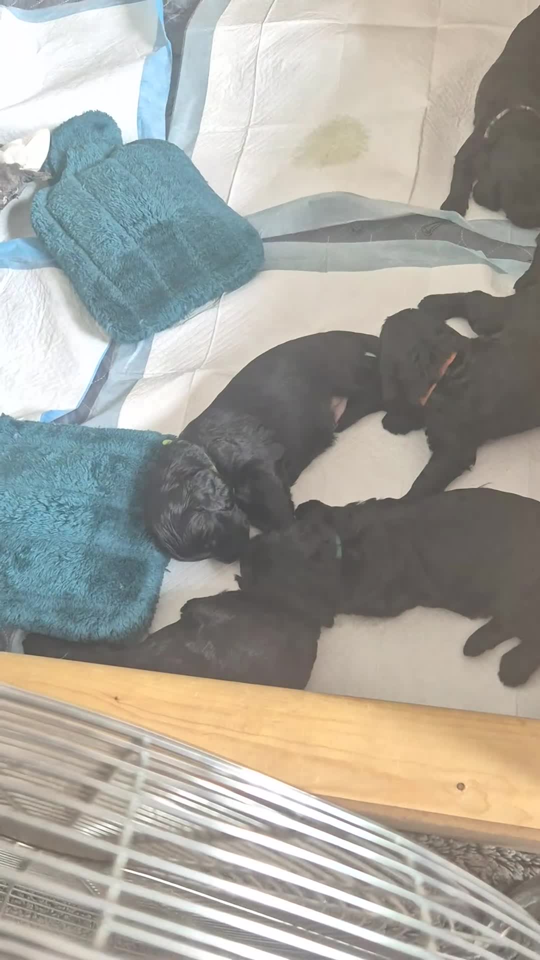 Cockapoo dogs for sale: Ted and Winnies cockapoo puppies - Video 2