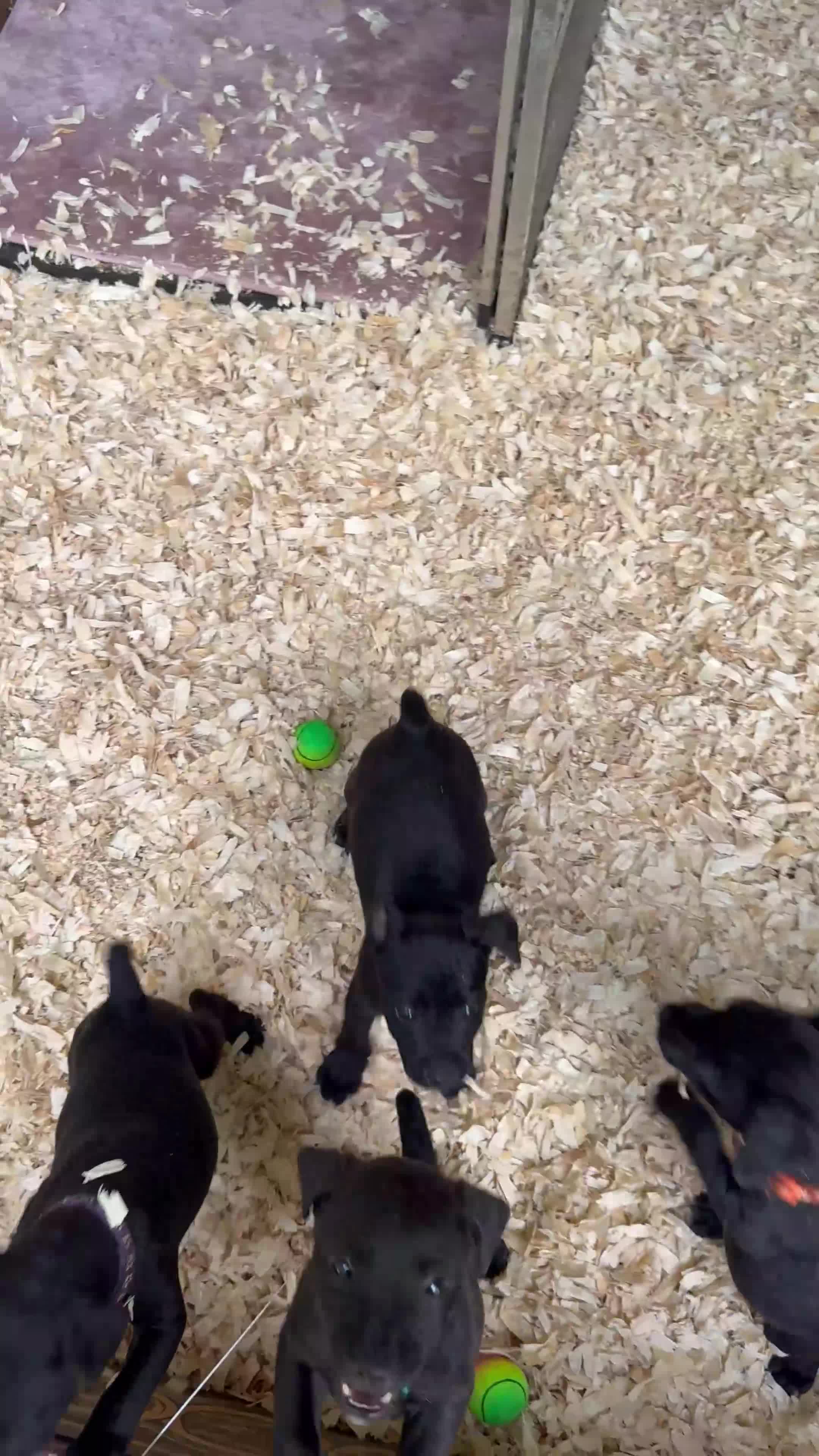Patterdale Terrier dogs for sale: Patterdale terriers  - Video 1
