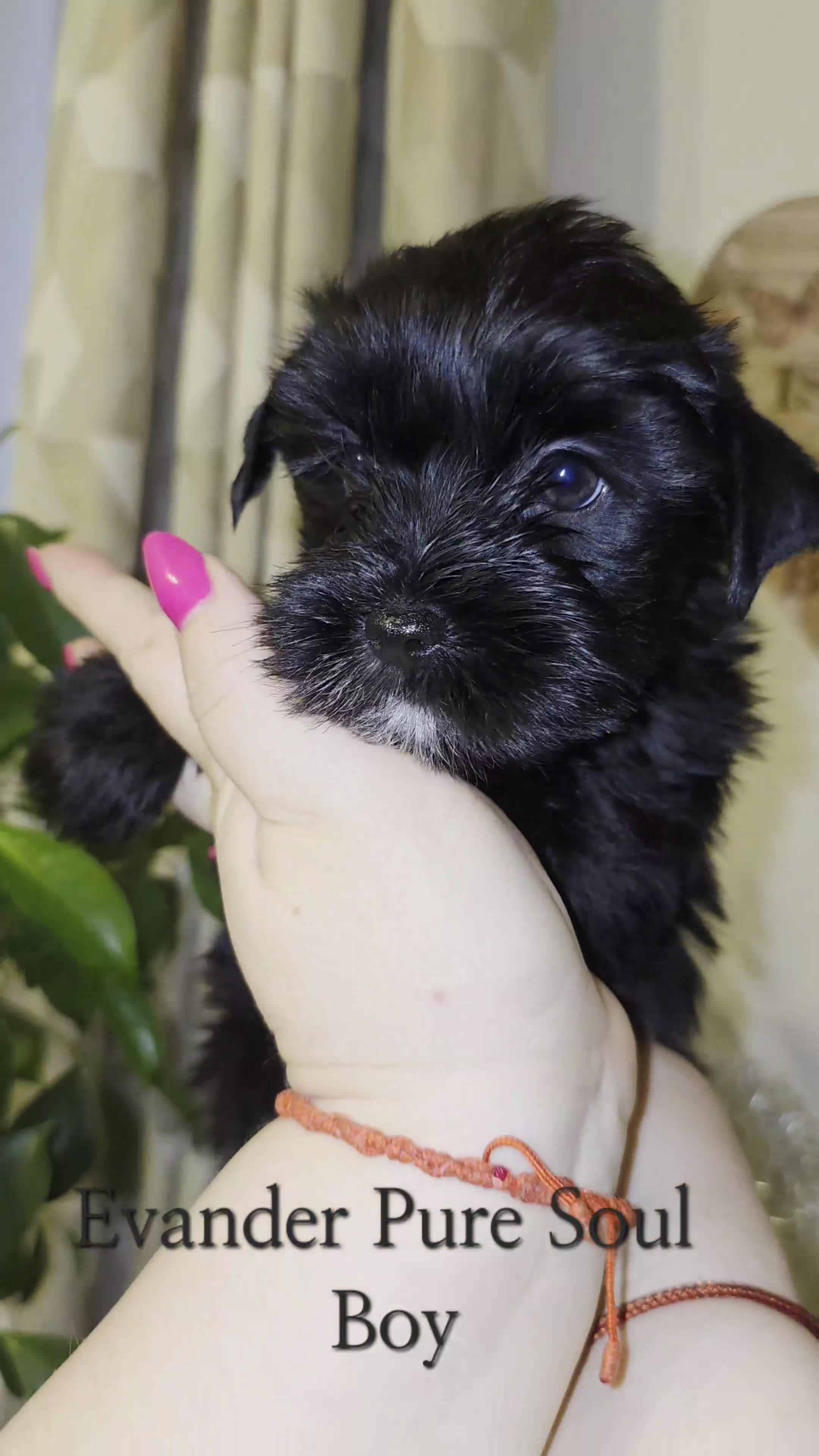 Yorkshire Terrier dogs for sale: Yorkshire Terrier Puppies Ready Now - Video 3