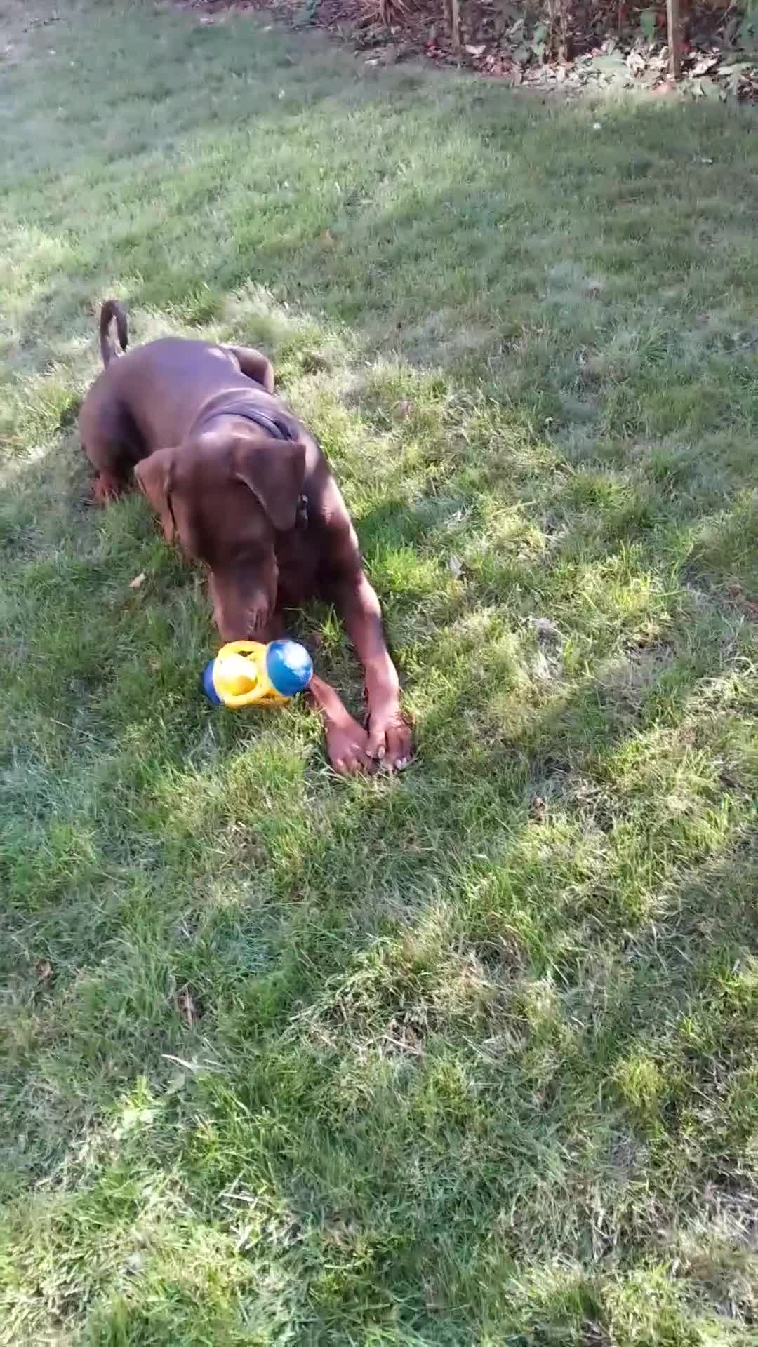 Dobermann dogs for sale: LOUIS 3 YEAR OLD DOBERMANN £900 ONO - Video 1