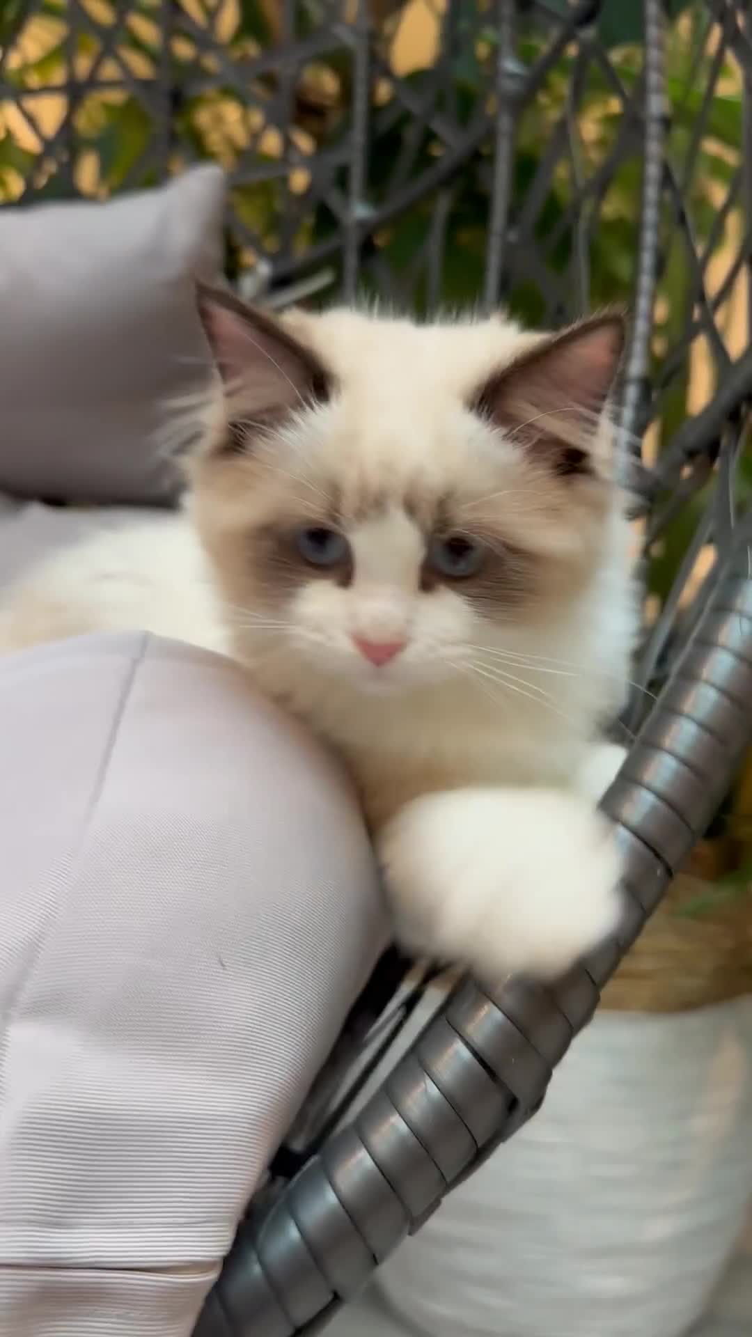 Ragdoll cats for sale: Rare European Chunky ragdolls - Video 3