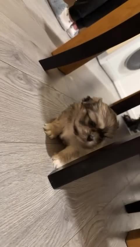 Shih Tzu dogs for sale: Shih tzu puppy - Video 2