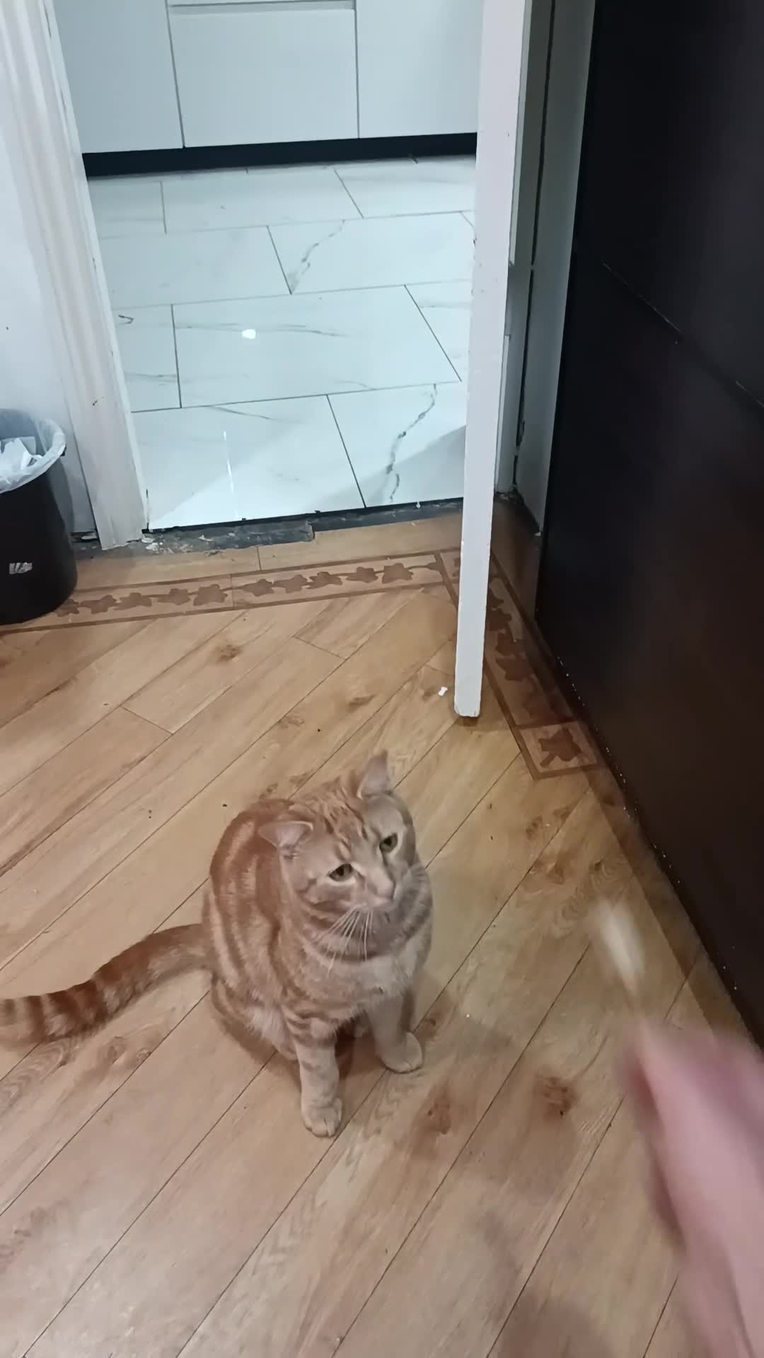 Mixed Breed cats for sale: Sushi  in Croydon - Video 4