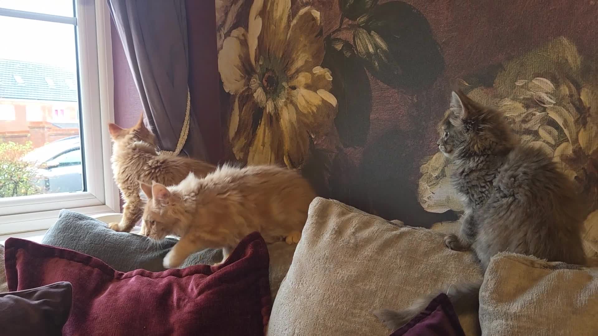 Maine Coon cats for sale: TiCA reg/Parents Fully Health Tested - Video 2