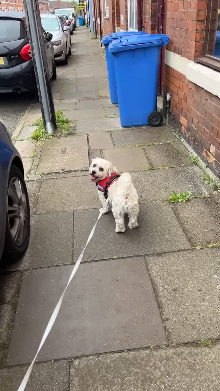Shichon dogs for sale: Loveable (but problematic) 7 y/o boy  - Video 2