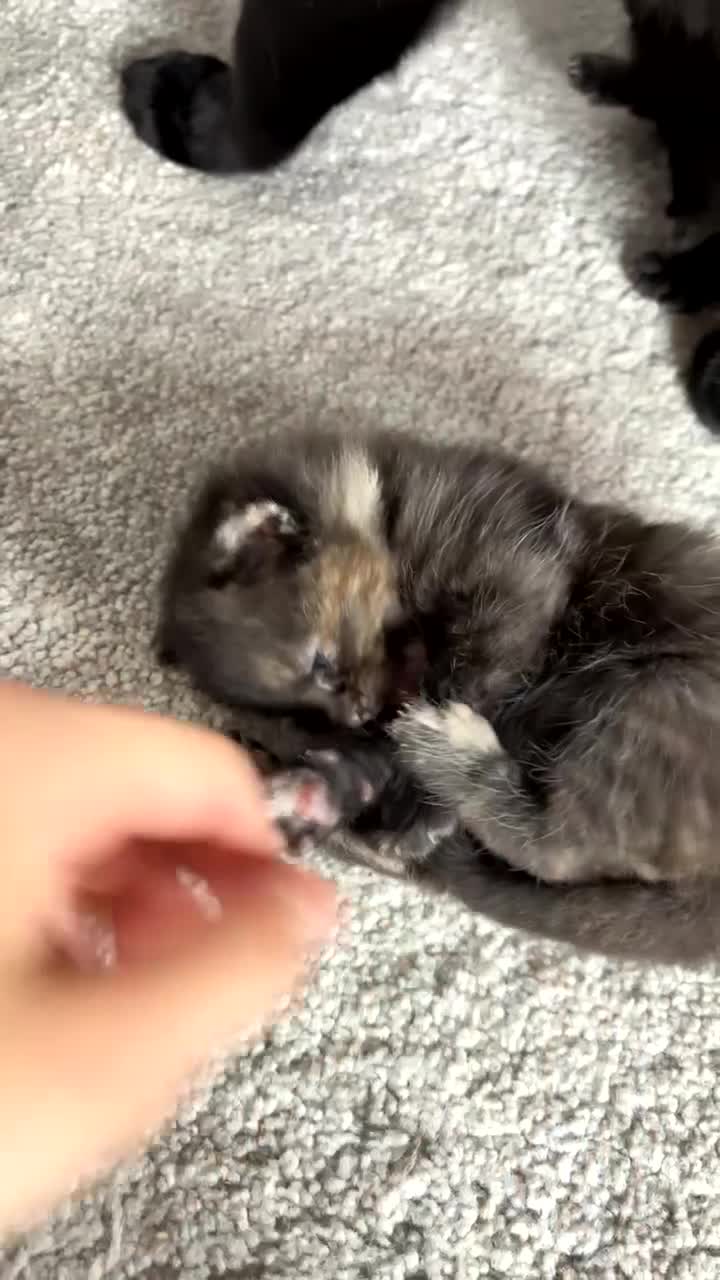 Mixed Breed cats for sale: Kittens for sale  - Video 3