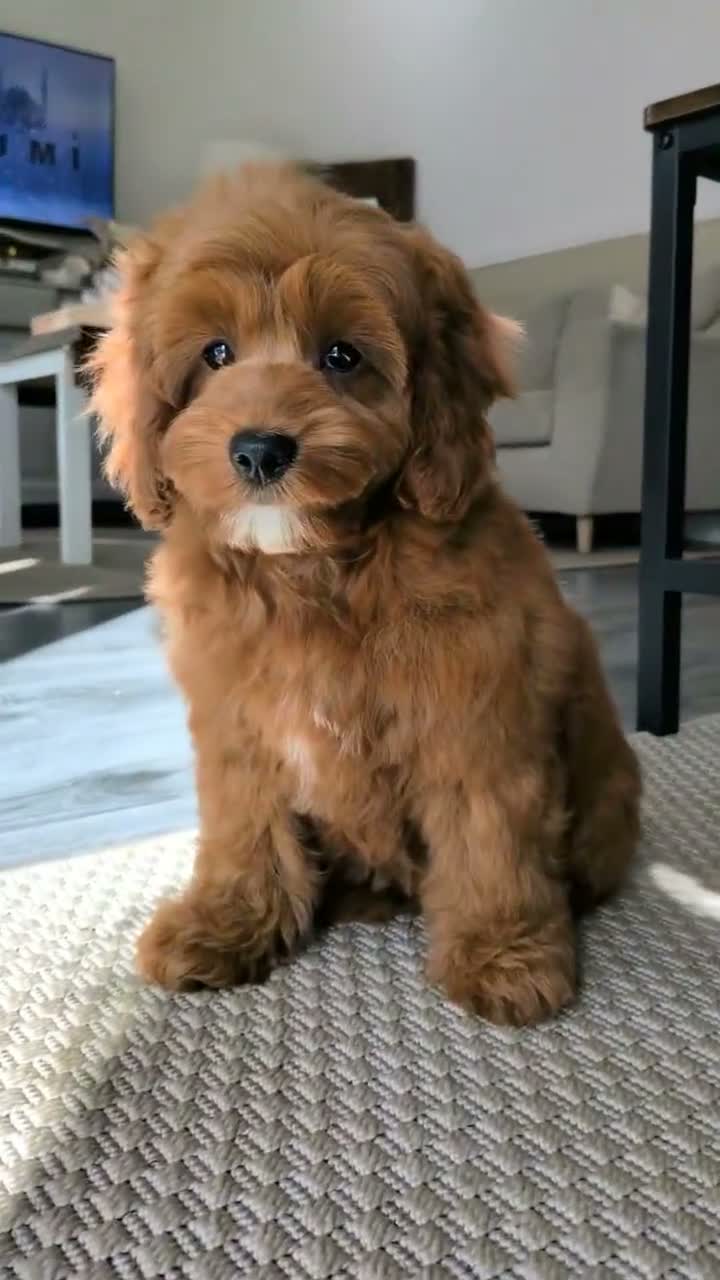 Cockapoo dogs for sale: 1 female Cockerpoo fully vaccinated  - Video 1
