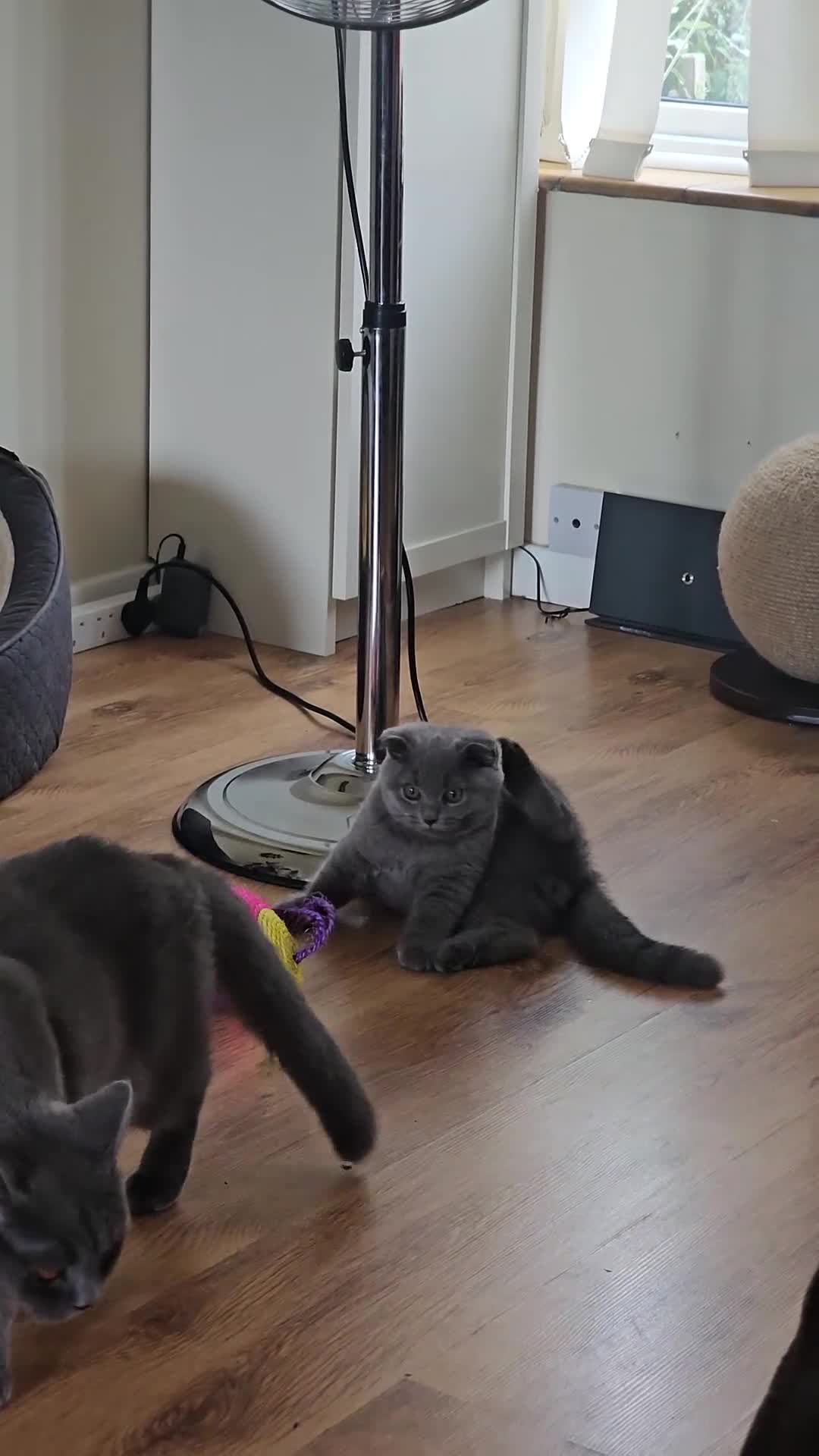 Scottish Fold cats for sale: Only 1 friendly Kitten 😸 left,smart and gentle😸 - Video 2
