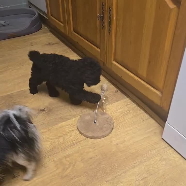 Toy Poodle dogs for sale: KC TINY TOY POODLE BOY ~ FIRTOY BLACK IS BACK - Video 1