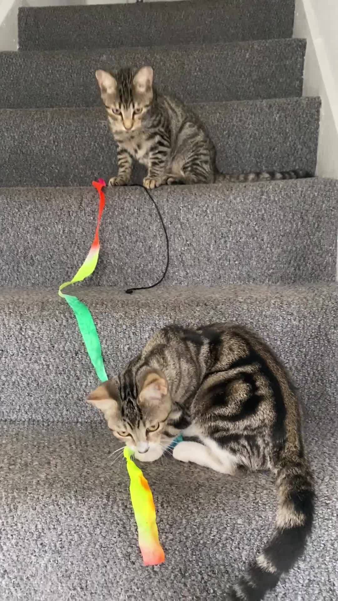 Mixed Breed cats for sale: 2 kittens  - Video 2