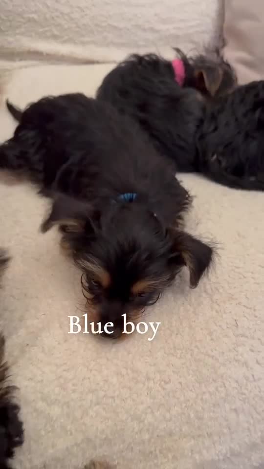 Mixed Breed dogs for sale: Chorkie pups  ❤️ in Flint - Video 1
