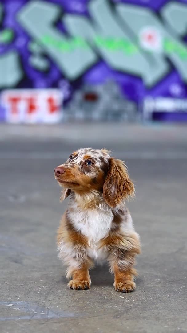 Dachshund dogs for stud: Dapple chocolate tan  in Bedford - Video 3