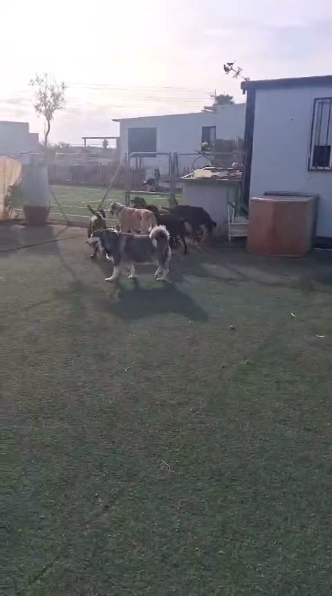 Mixed Breed dogs for adoption: 🆘 Urgent Puppy - Adorable Vega 🐾🐶 - Video 3