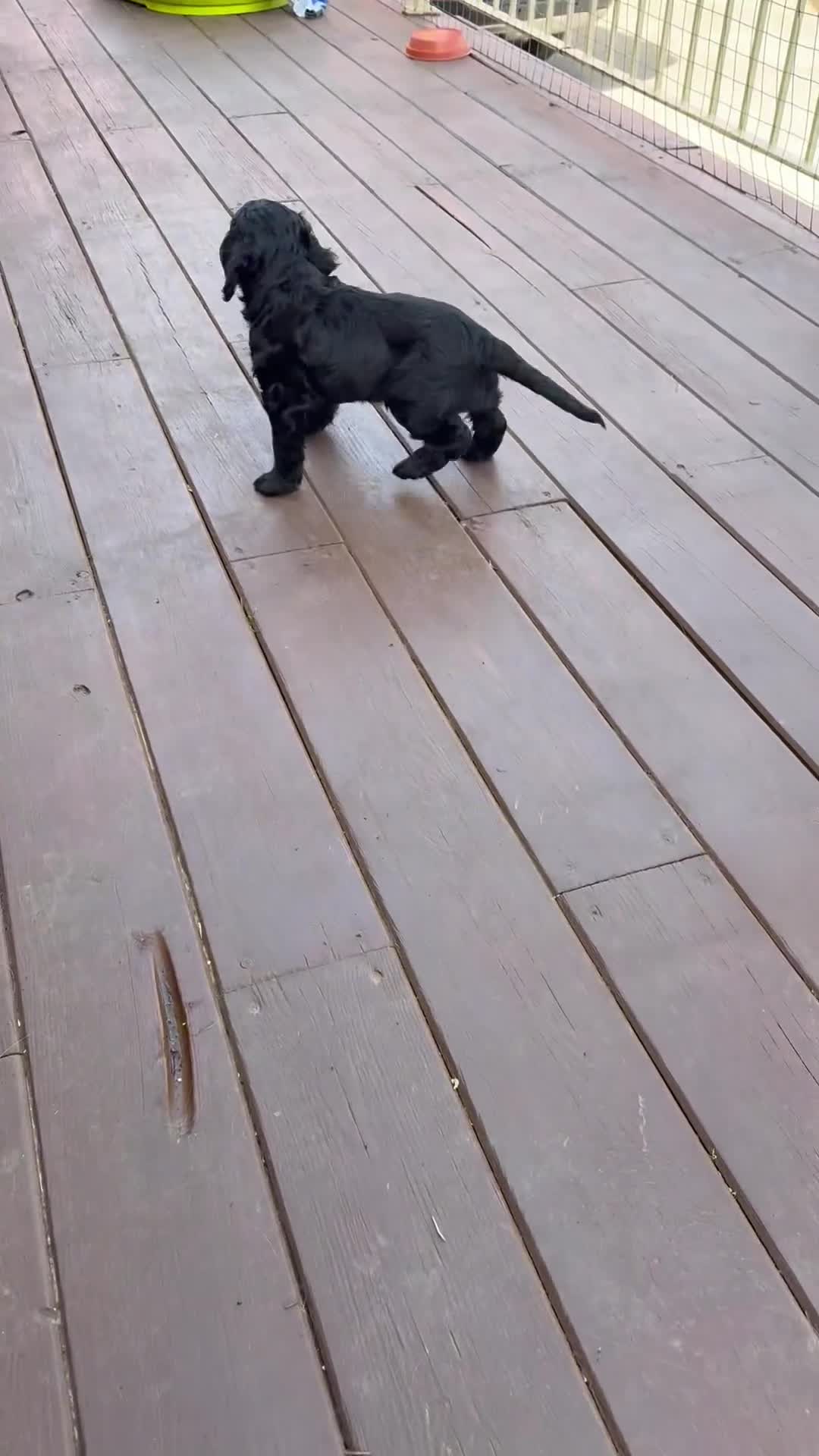 Cocker Spaniel dogs for sale: Gorgeous Cocker Spaniel Boy - KC reg & DNA tested - Video 2