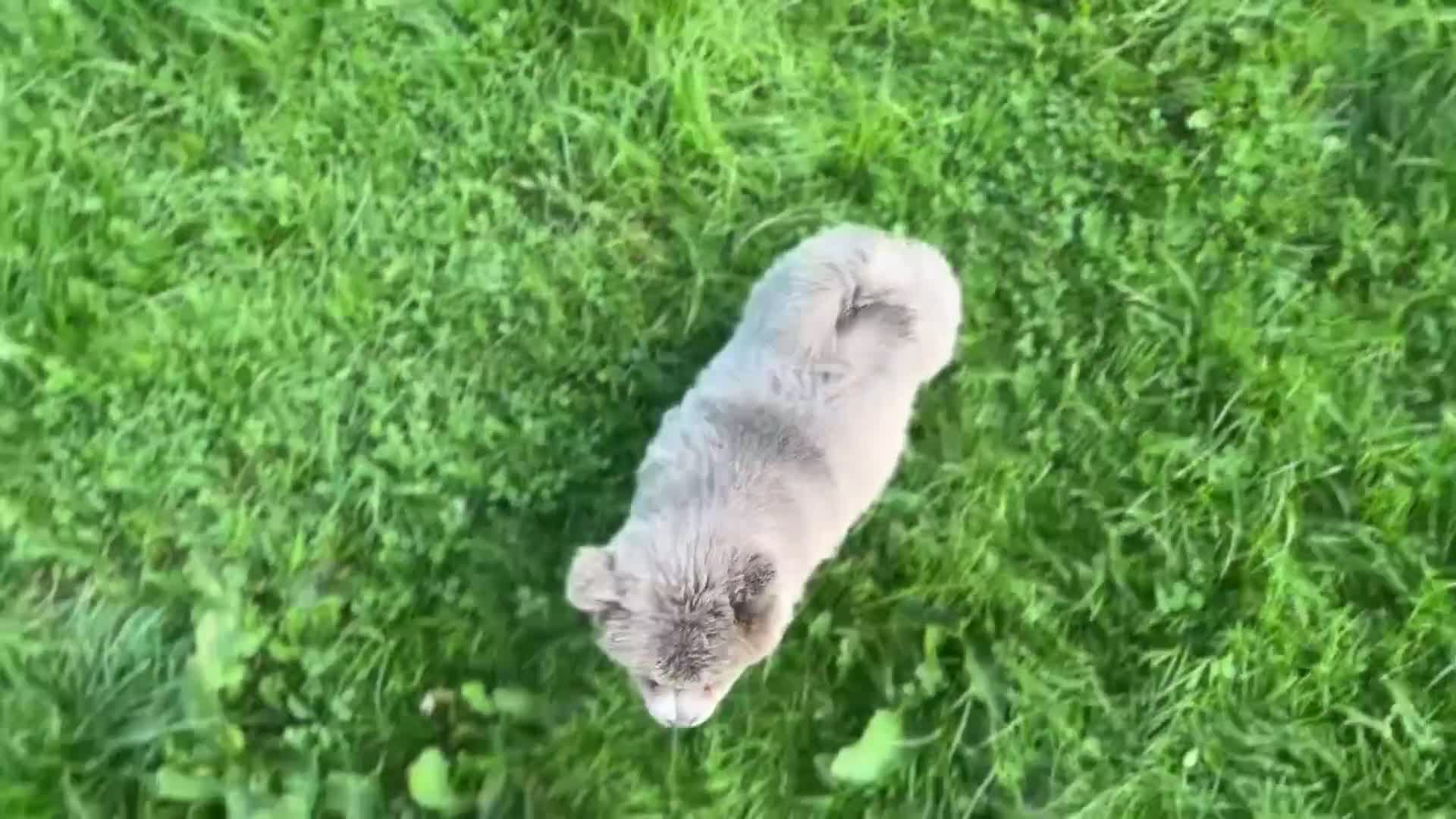 Siberian Husky dogs for sale: Stunning exotic colour chowsky puppies for sale - Video 2