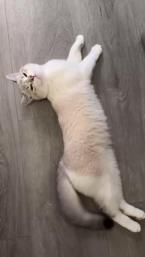 British Shorthair cats for sale: British short hair  - Video 1