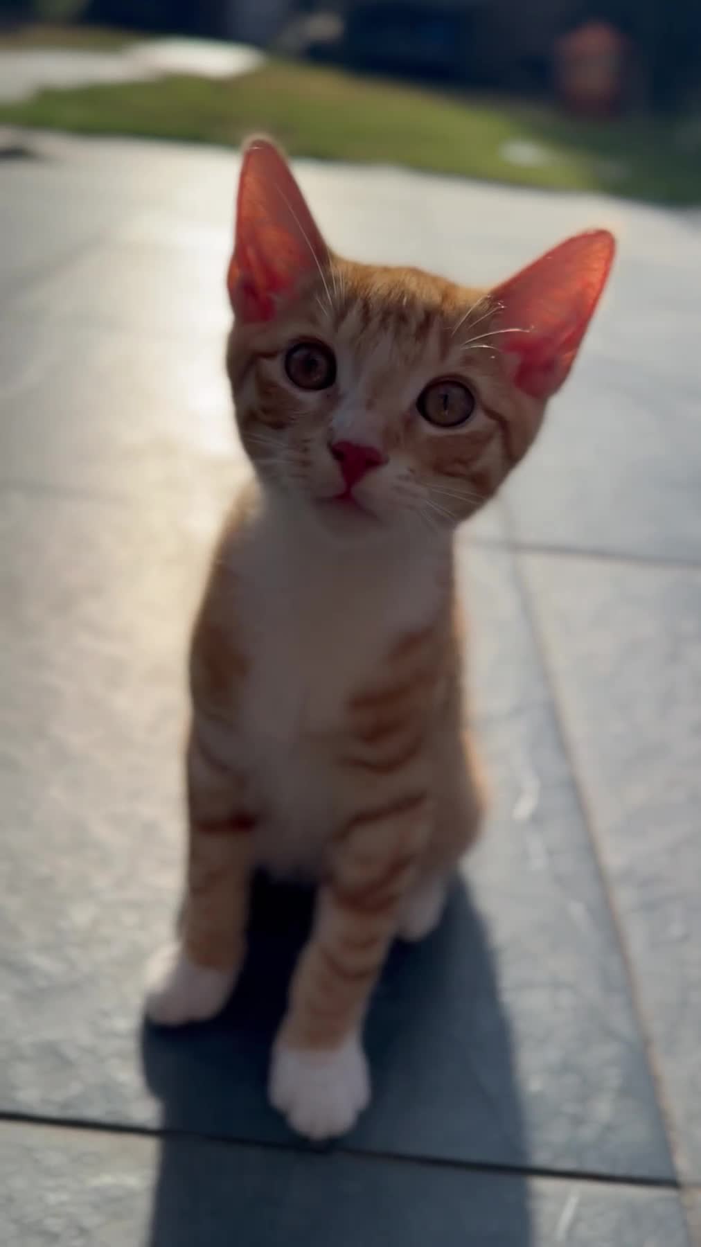 Domestic Shorthair cats for sale: Sweet Kitten Looking for a Loving Home  - Video 2