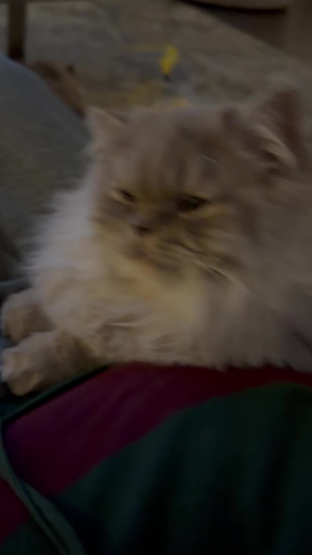 British Longhair cats for sale: 2 x British longhair brothers for sale together  - Video 2