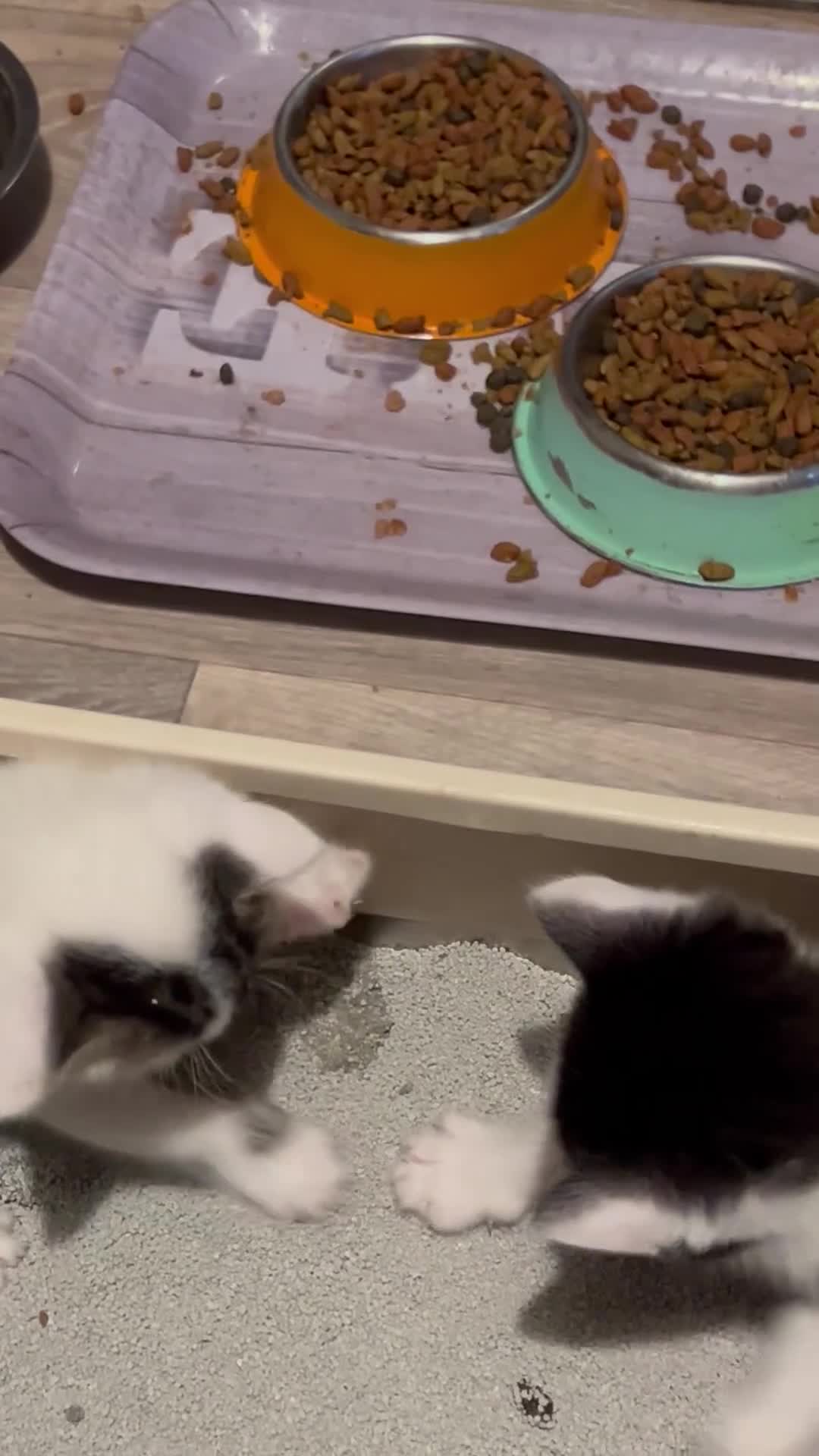Mixed Breed cats for sale: Lovely kittens need a loving home - Video 1
