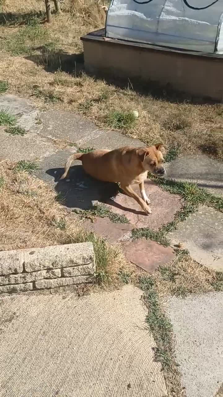 Mixed Breed dogs for adoption: Ruby the sweet rescued girl - Video 1