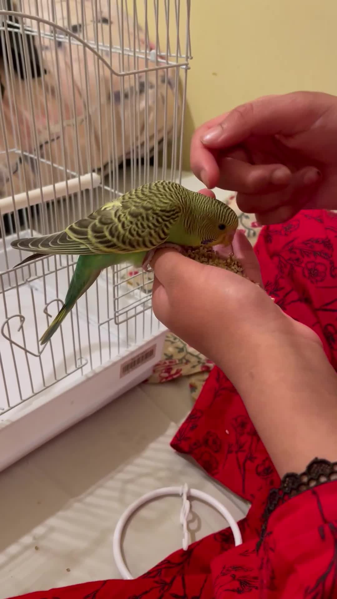 Budgerigars birds for sale: 2 Hand tamed budgies + cage  - Video 4