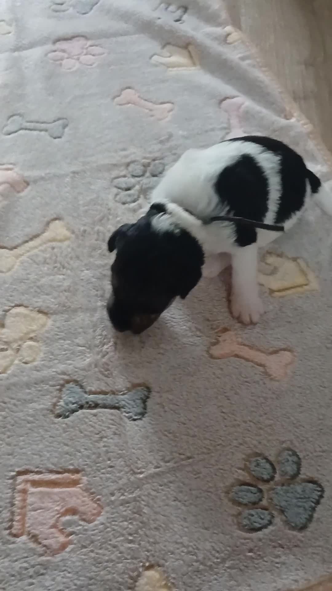 Fox Terrier dogs for sale: Beautiful wire fox terrier  - Video 1