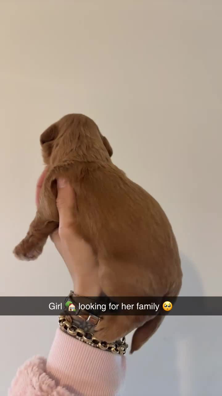 Labradoodle dogs for sale: F1B miniature labradoodles  - Video 2