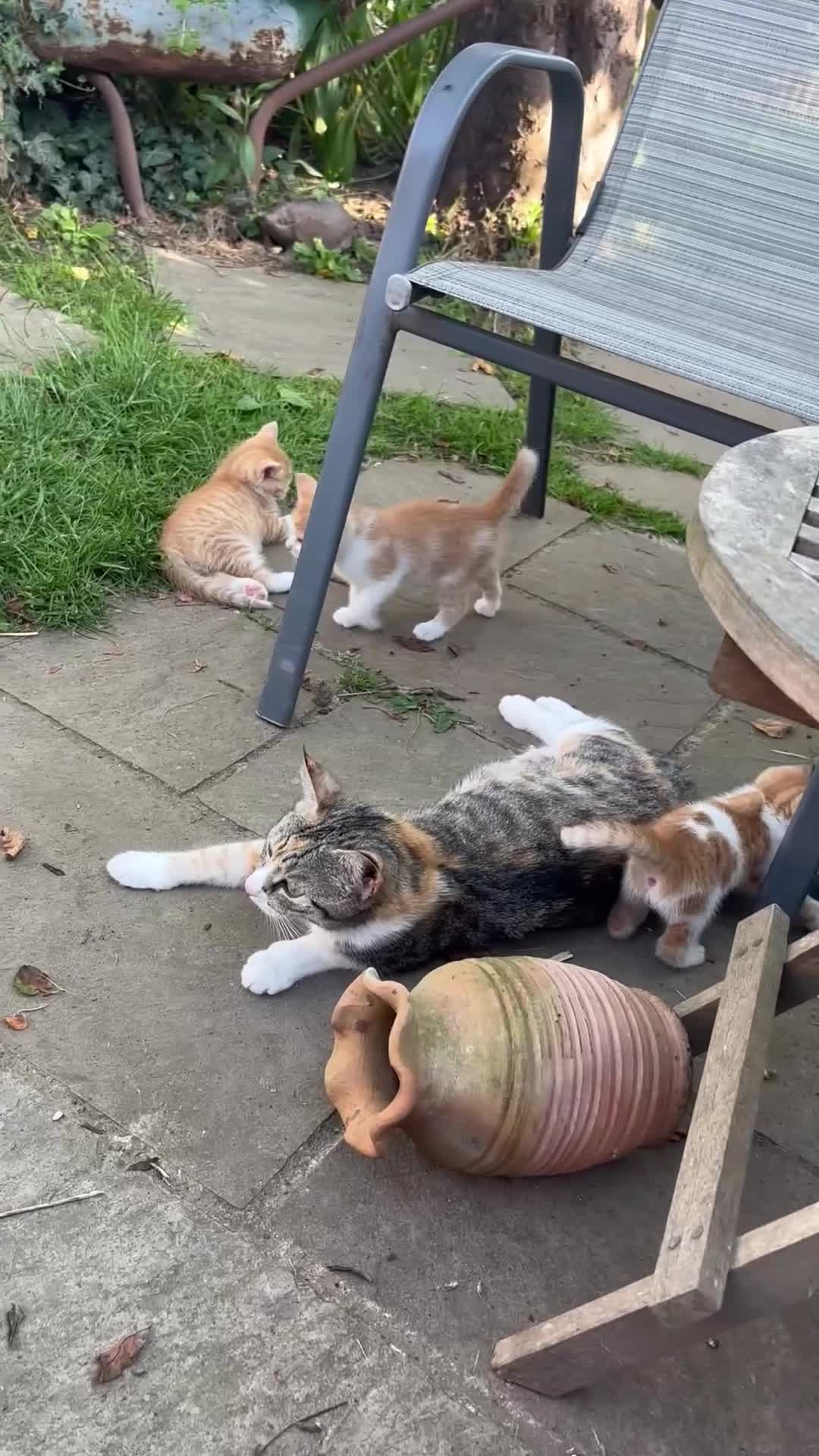 Domestic Shorthair cats for sale: Kittens - Video 1