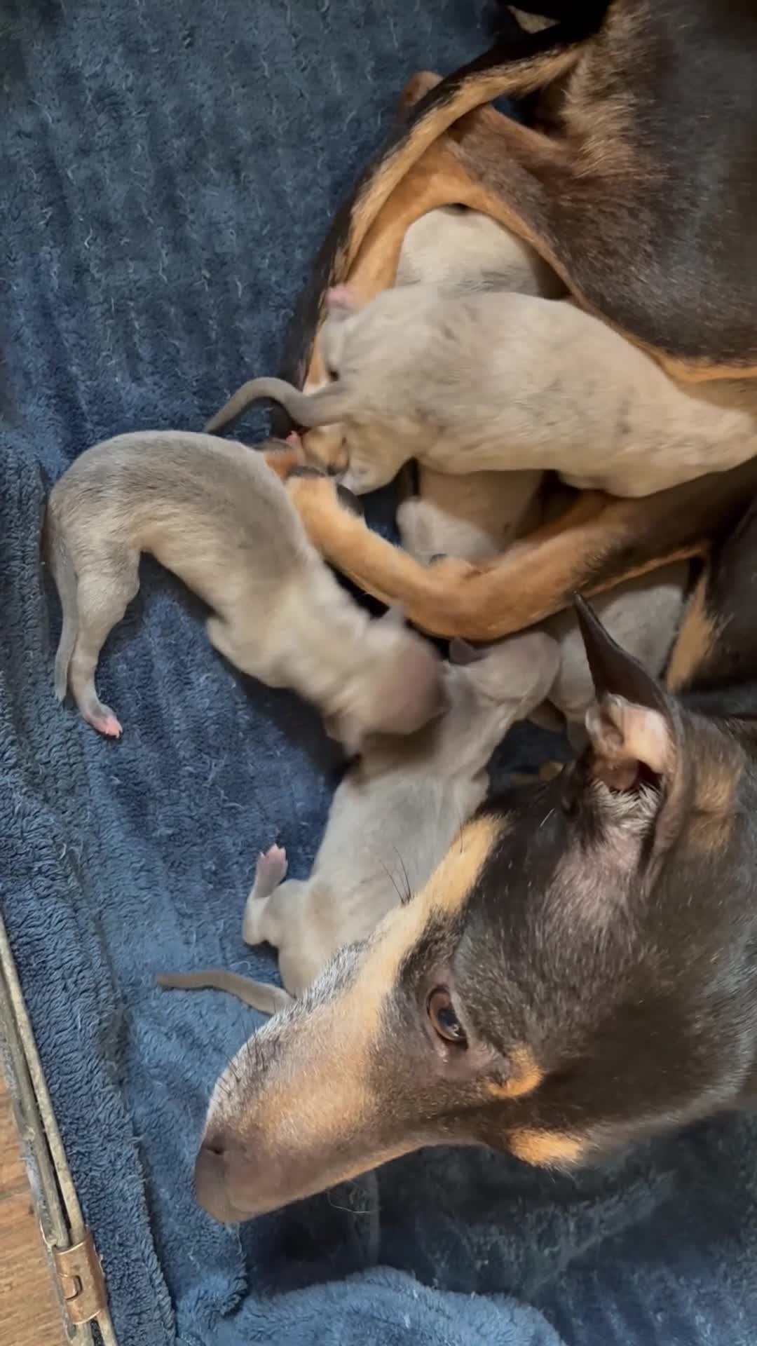 Mixed Breed dogs for sale:  Beautiful Whiggys Whippet X Italian Greyhound  - Video 1