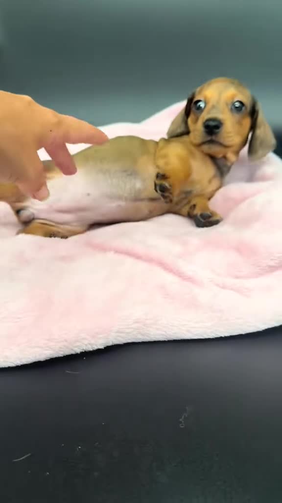 Miniature Dachshund dogs for sale: 🌸 Rare Pink mini dachshunds 🌸 - Video 5