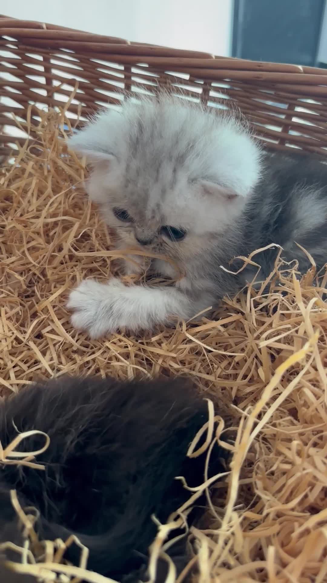 Exotic cats for sale: 2 high quality exotic females  - Video 2