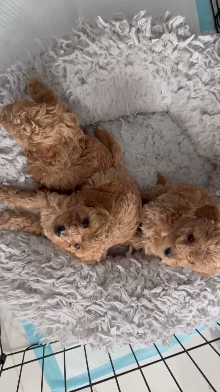 Toy Poodle dogs for sale: Gorgeous Ginger ToyPoodle Puppies –2 Boys & 1 Girl - Video 1