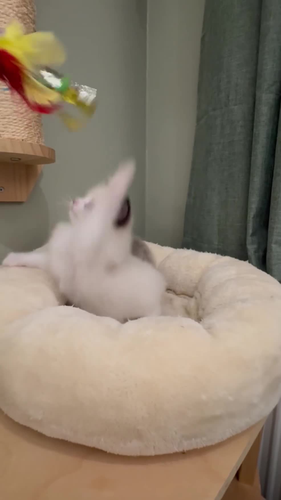 Ragdoll cats for sale: Gccf ragdolls ready 12th Jan  - Video 2