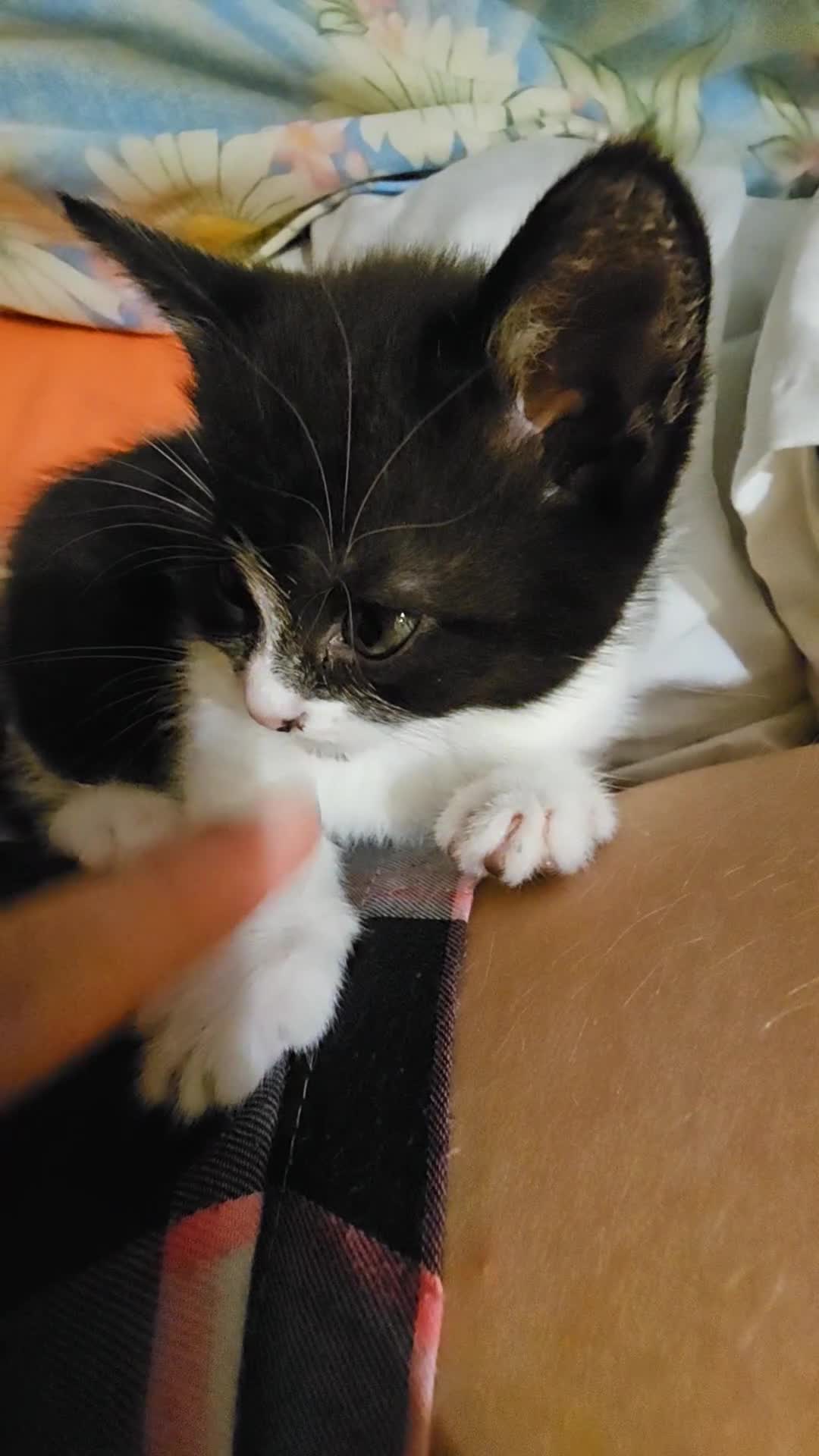 British Shorthair cats for sale: 4 cute kittens  - Video 1