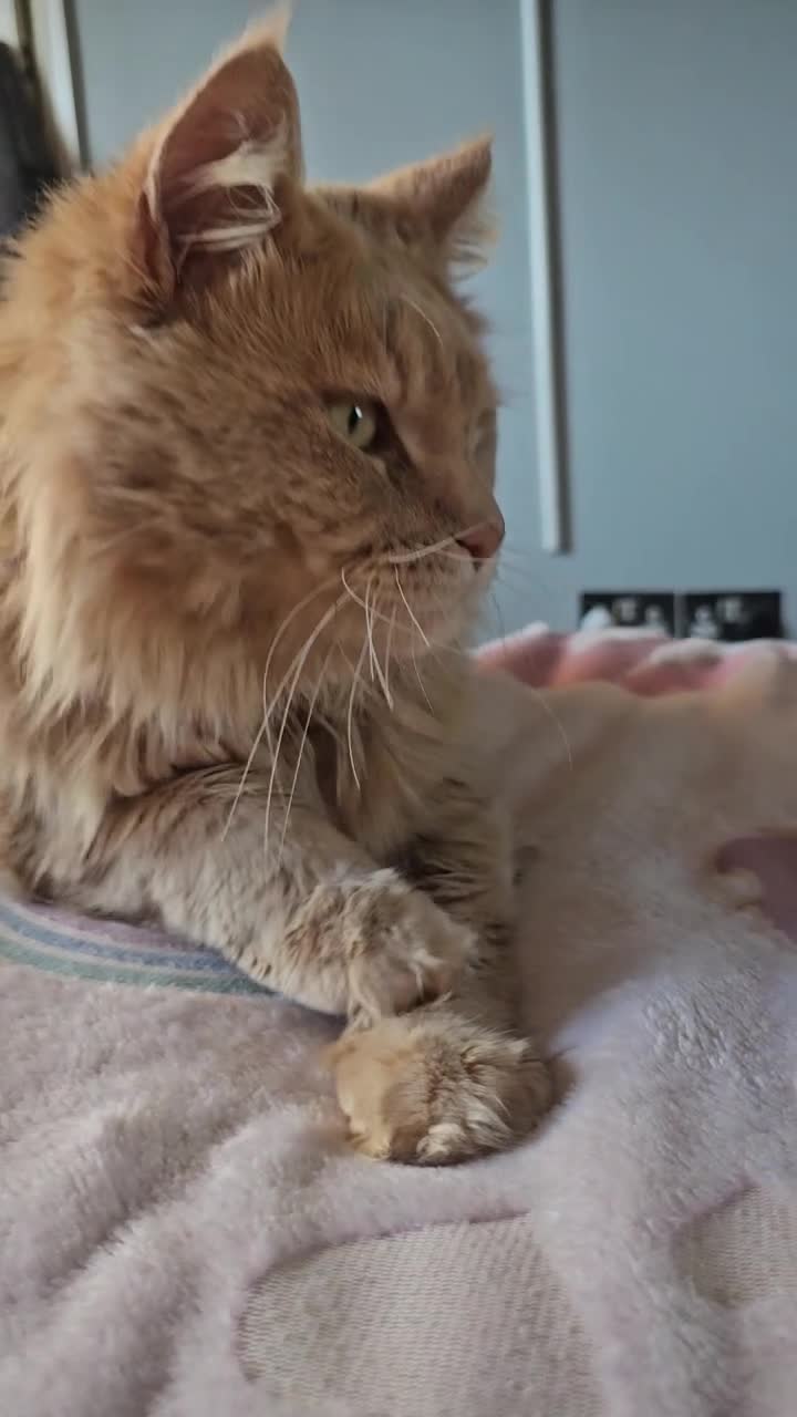 Maine Coon cats for sale: pure MAINE COONS - Video 1