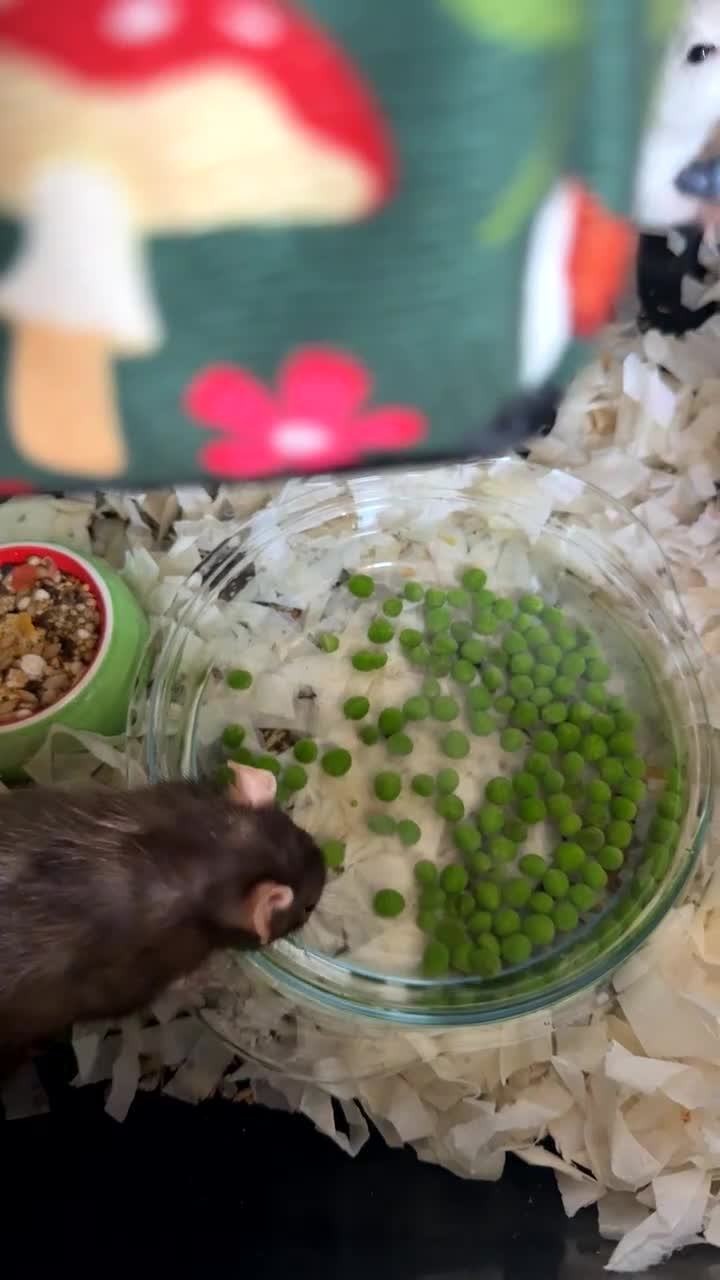 Rat rodents for sale: 3 female rats with everything you need - Video 1